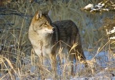 A coyote in Riding Mountain National Park, Manitoba. A recent study in Manitoba trialed several methods of managing predator risk to cattle and sheep.